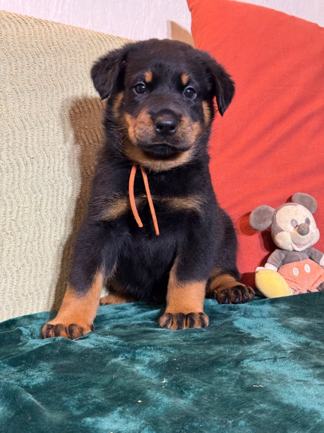 Alto collier orange, noir et feu