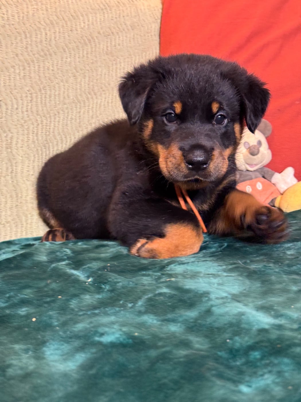 Alto collier orange, noir et feu