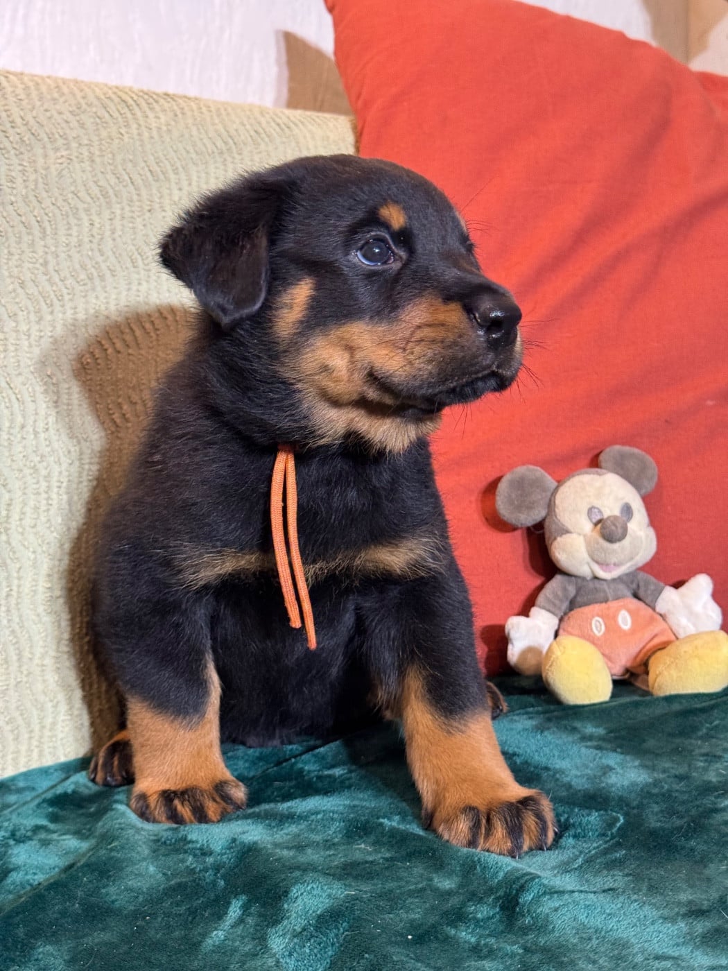 Alto collier orange, noir et feu