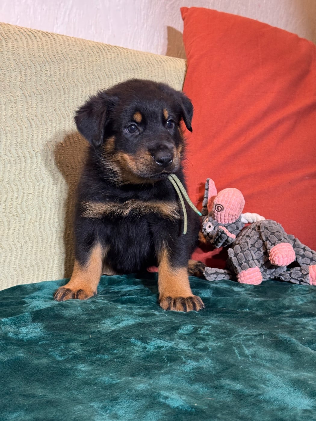 Agung collier vert, noire et feu