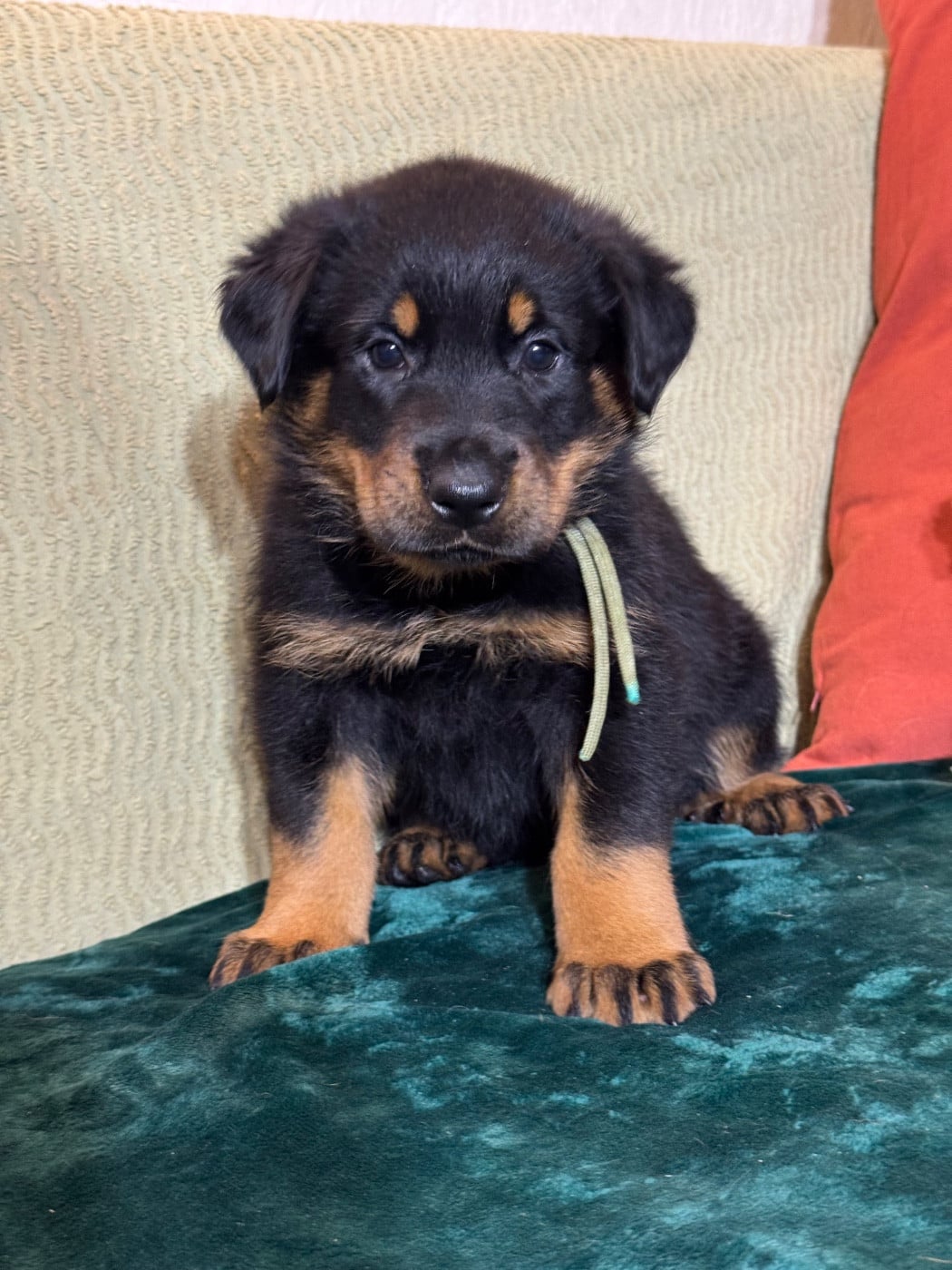 Agung collier vert, noire et feu