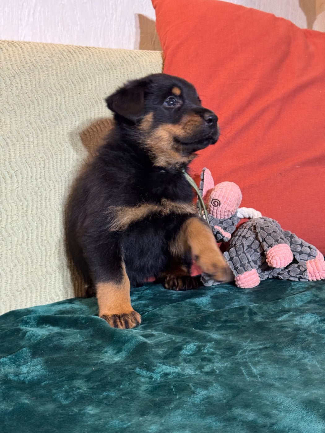 Agung collier vert, noire et feu