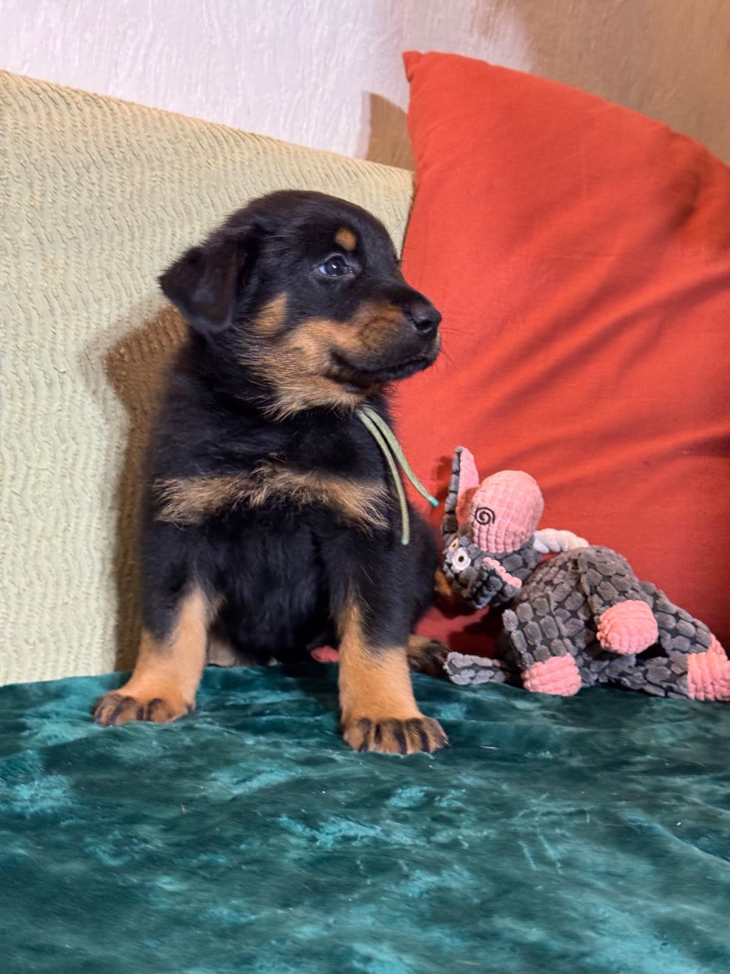 Agung collier vert, noire et feu