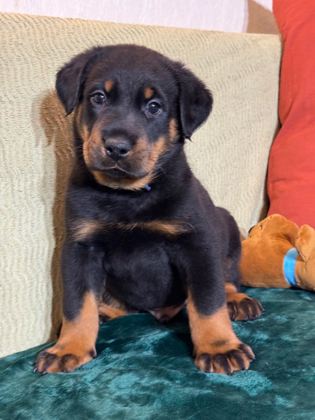 Argol collier bleu, noir et feu