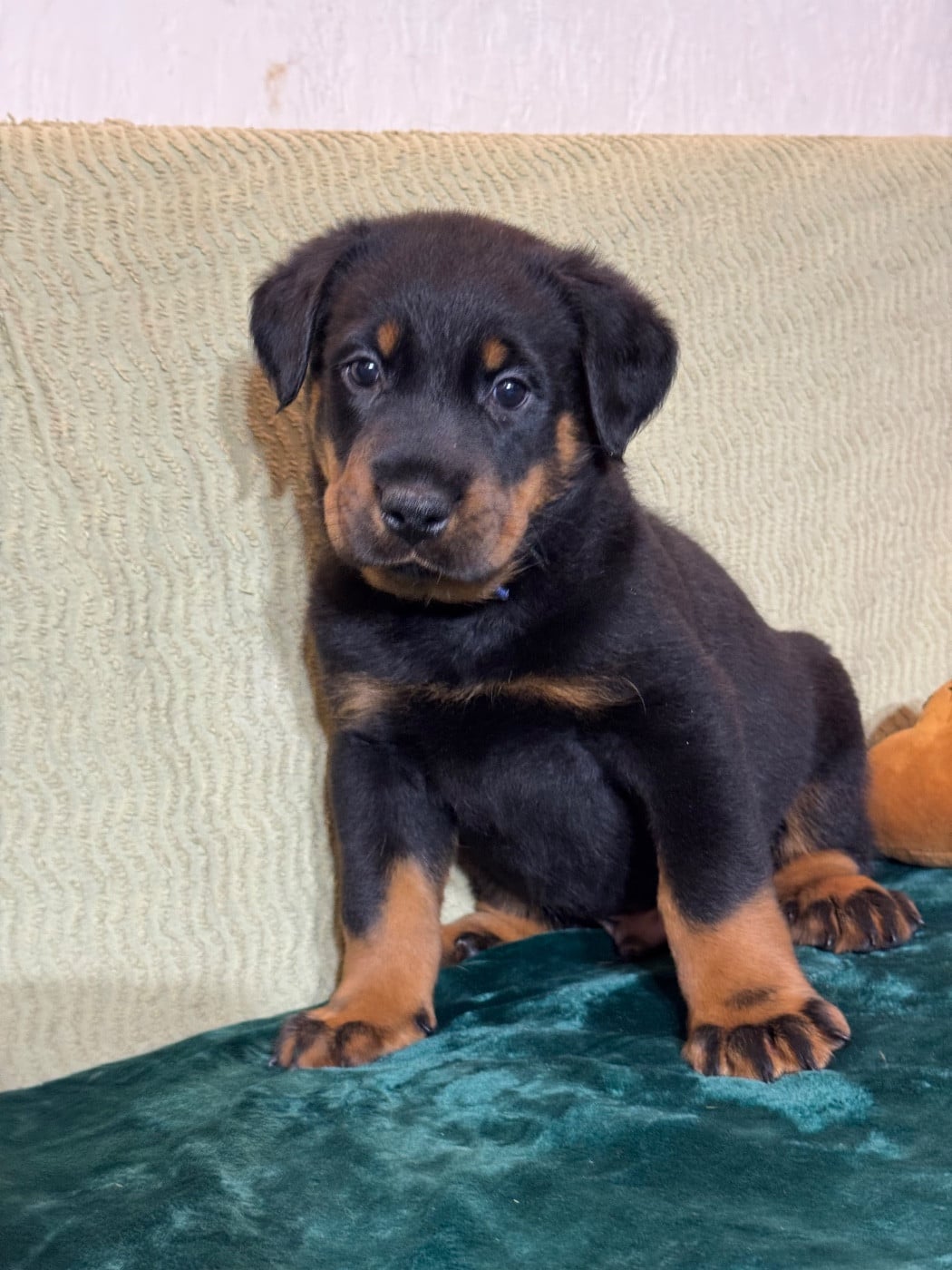 Argol collier bleu, noir et feu