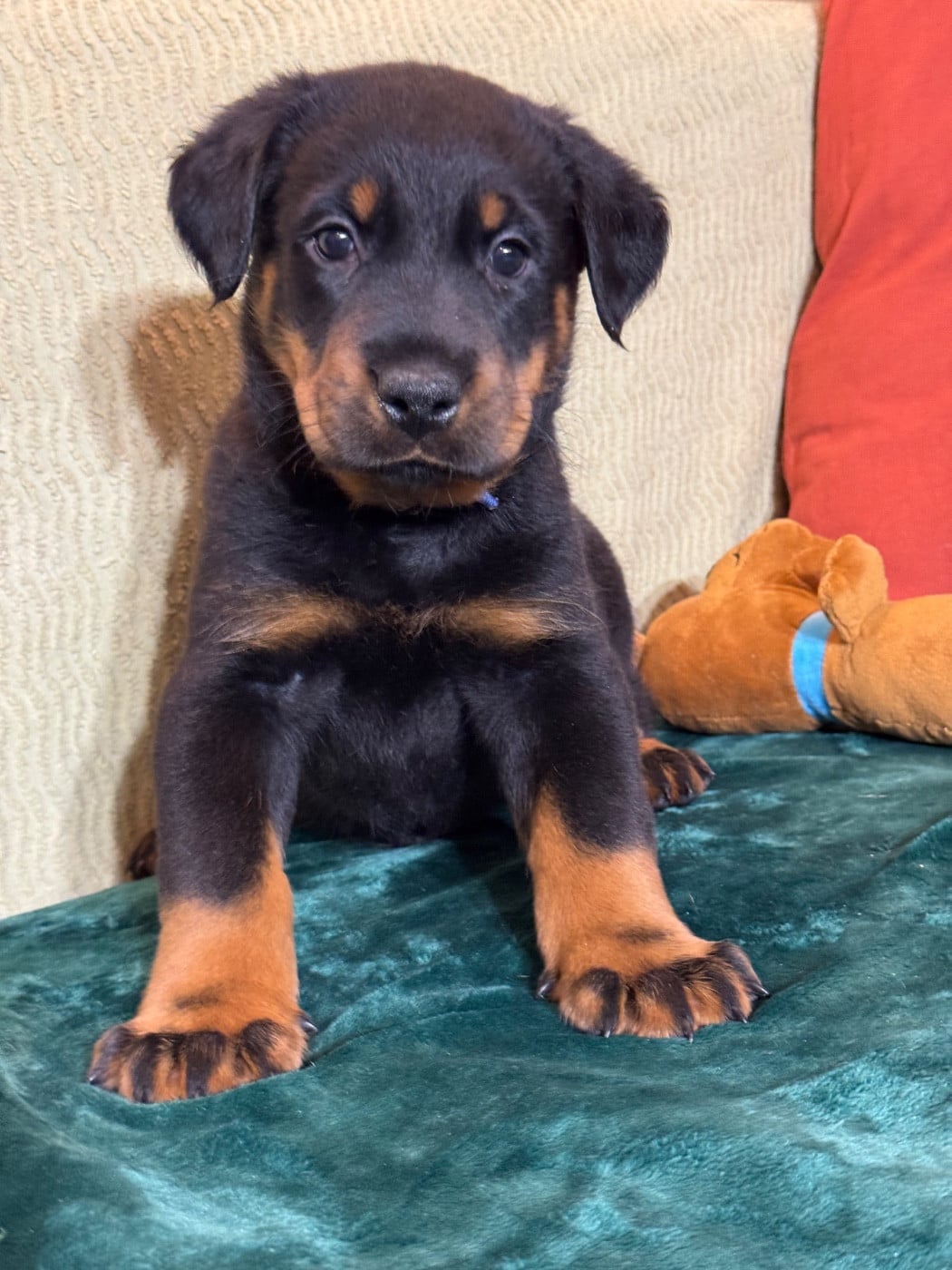 Argol collier bleu, noir et feu