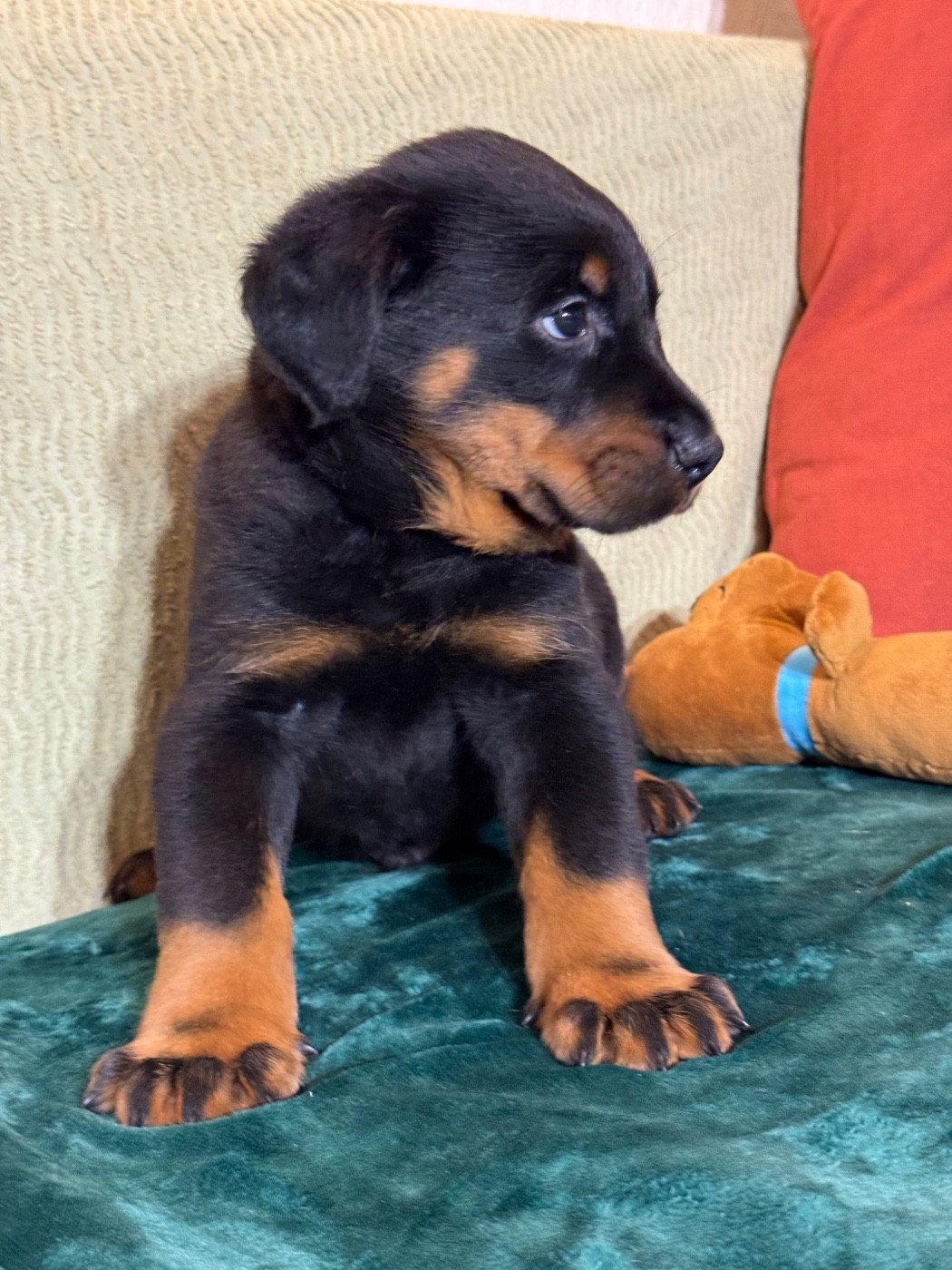 Argol collier bleu, noir et feu