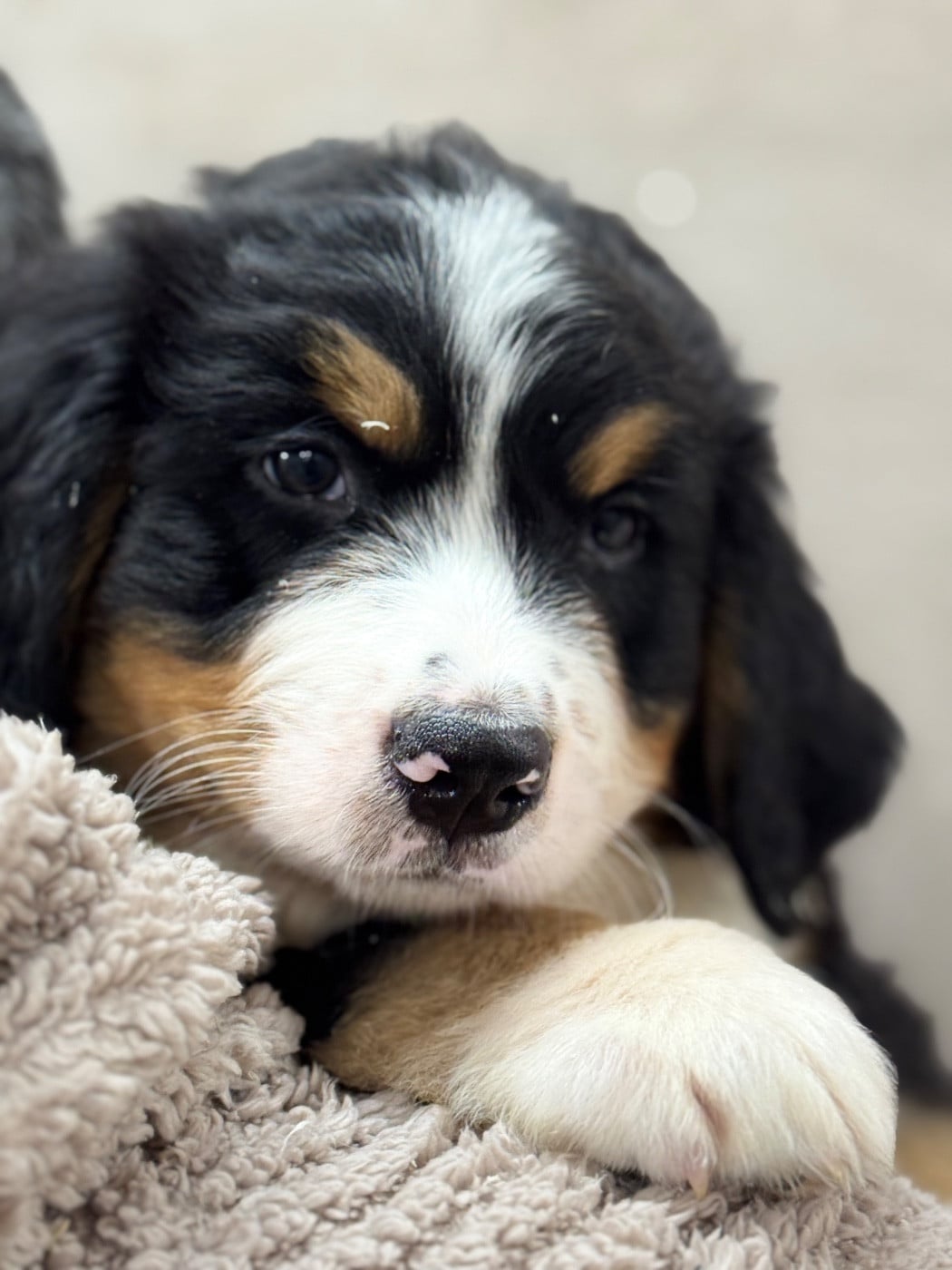 A-Shinji collier jaune