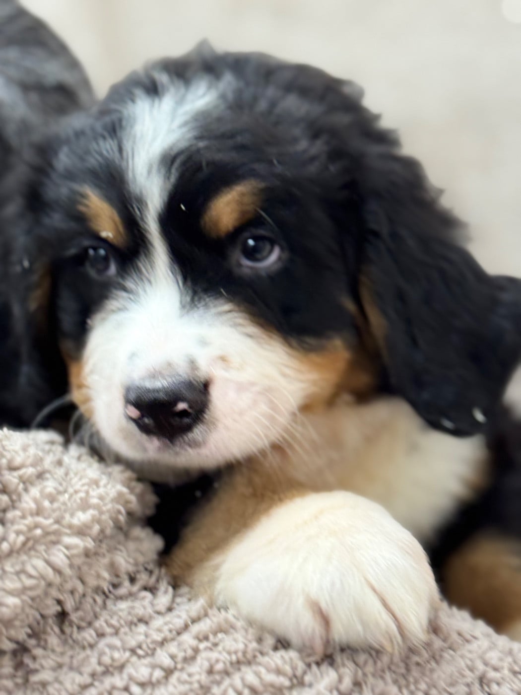 A-Shinji collier jaune