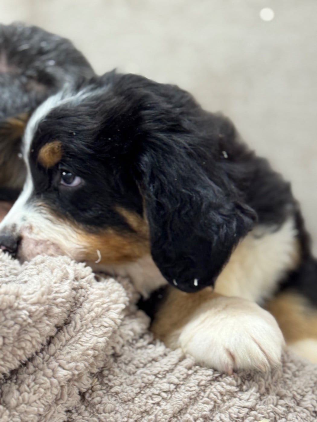 A-Shinji collier jaune