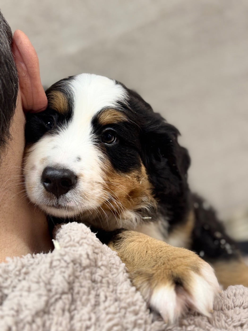 Bouvier Bernois - du berceau de bfamily