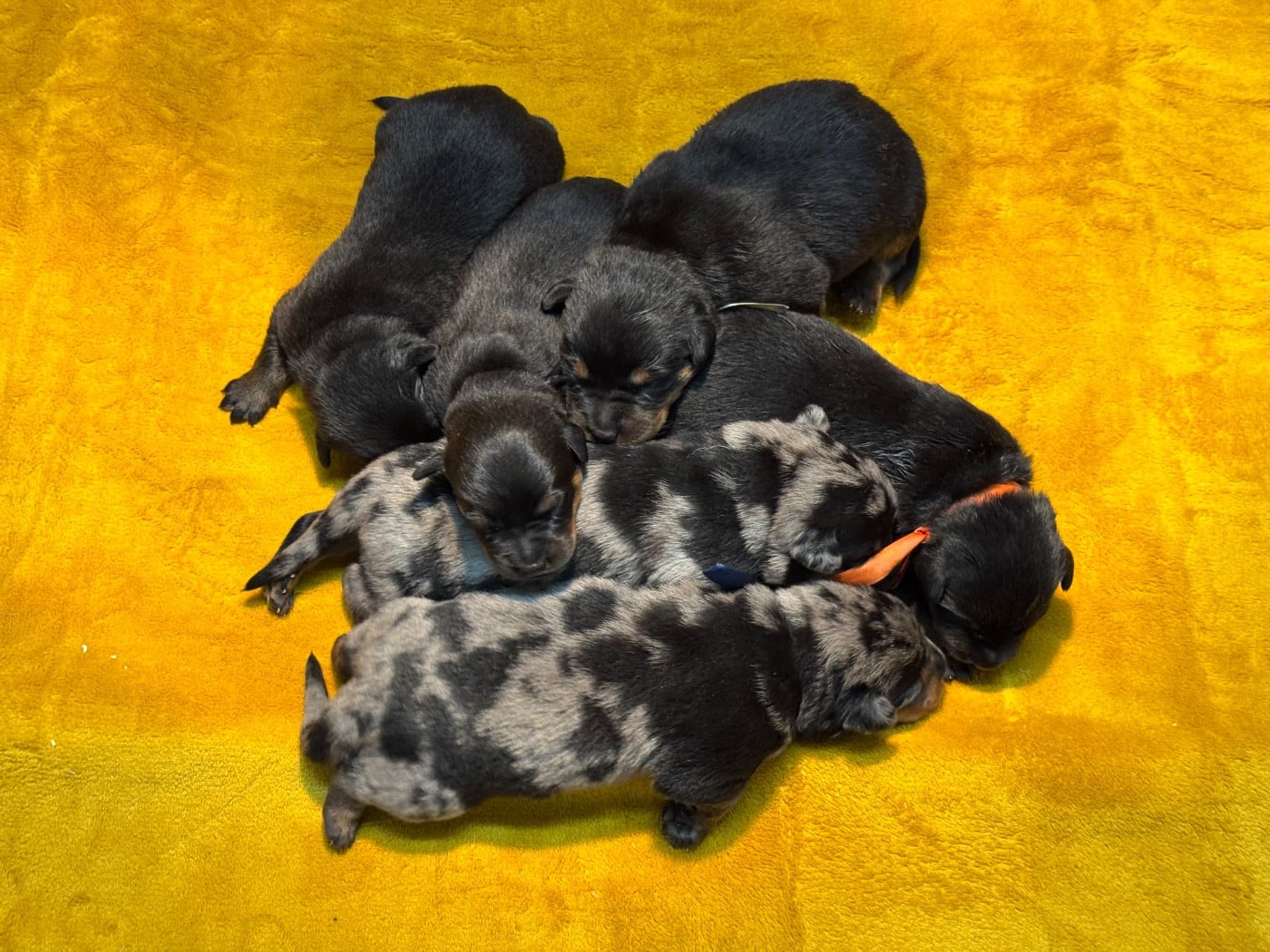 Berger de Beauce - du berceau de bfamily