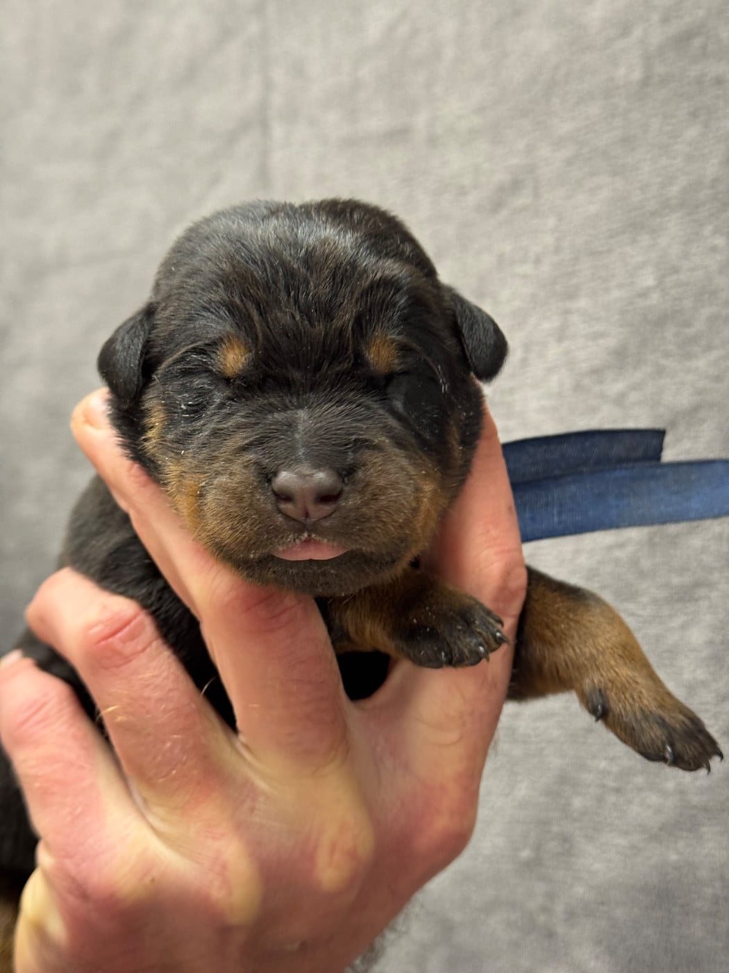 Boomer collier bleu noir et feu