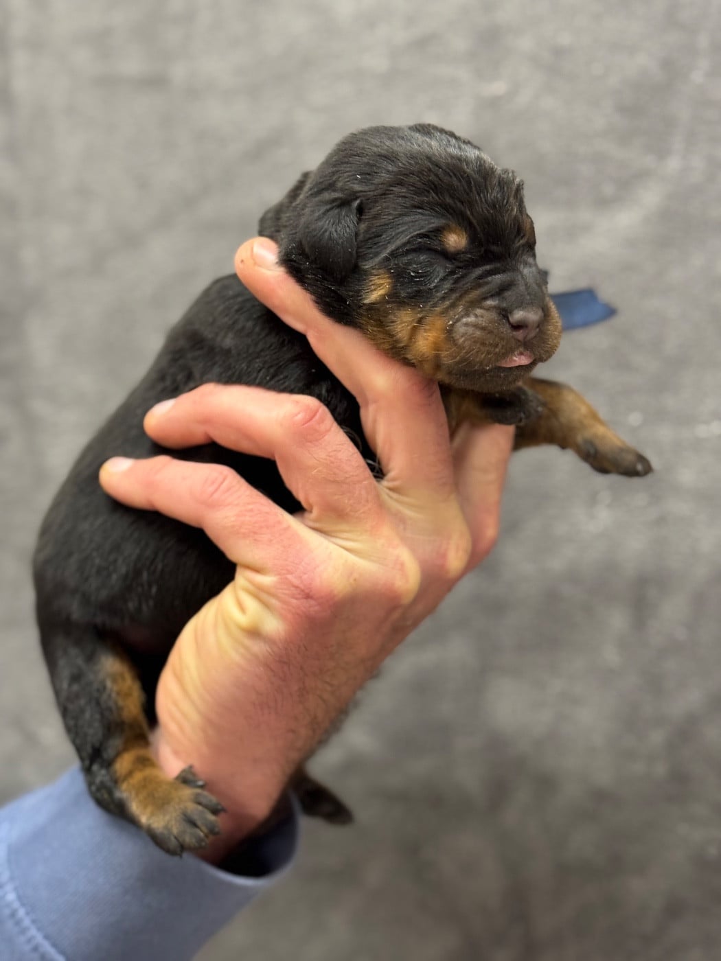 Boomer collier bleu noir et feu