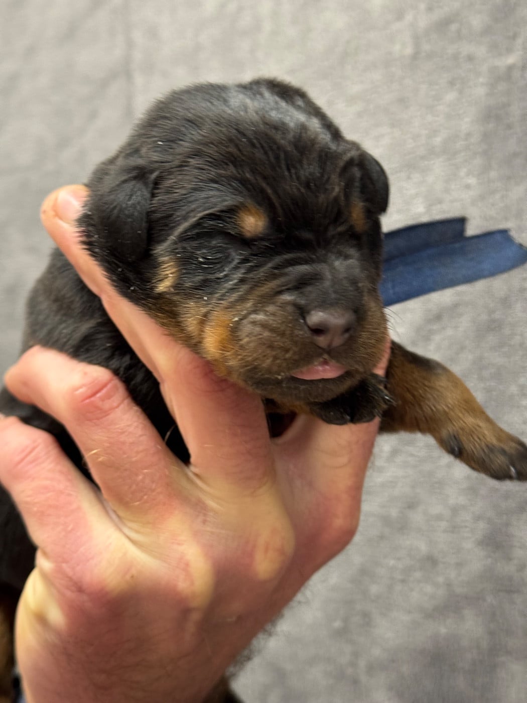 Boomer collier bleu noir et feu