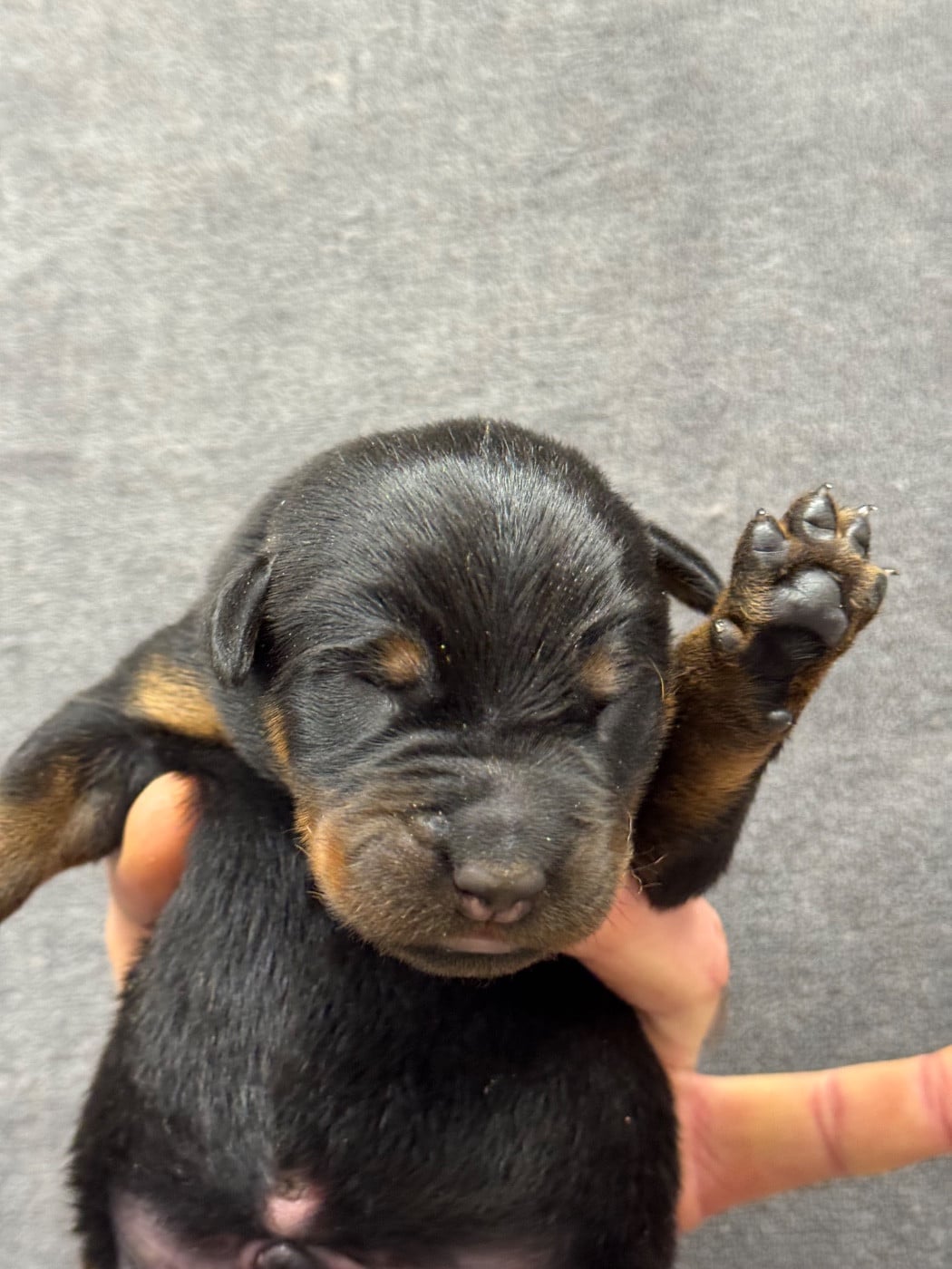 Biloute collier vert noir et feu
