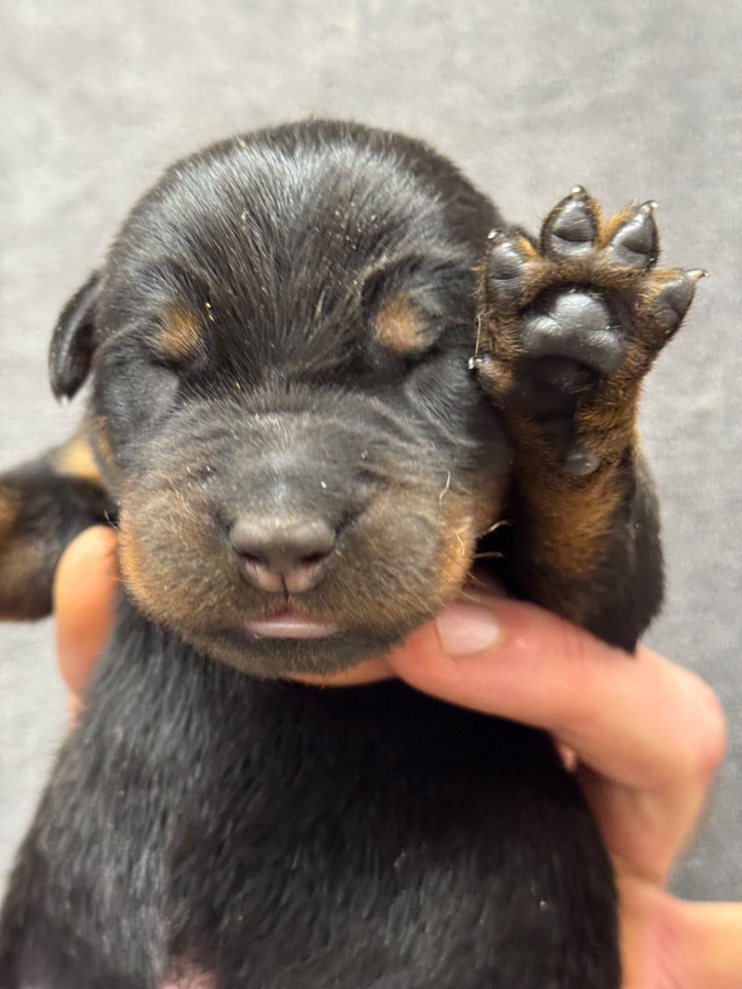 Biloute collier vert noir et feu