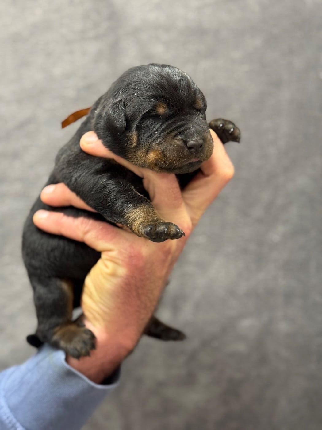 Bluff collier marron noir et feu
