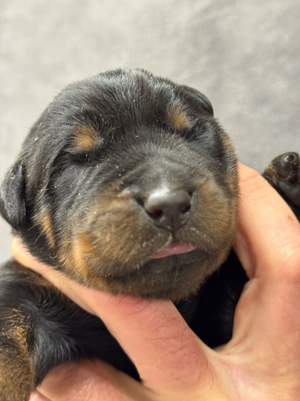 Bluff collier marron noir et feu