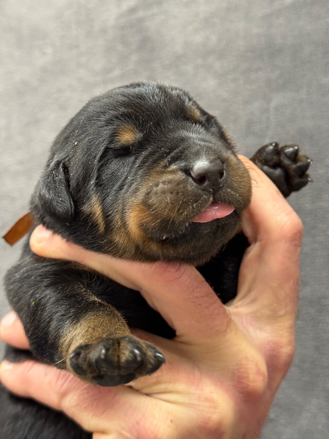 Bluff collier marron noir et feu