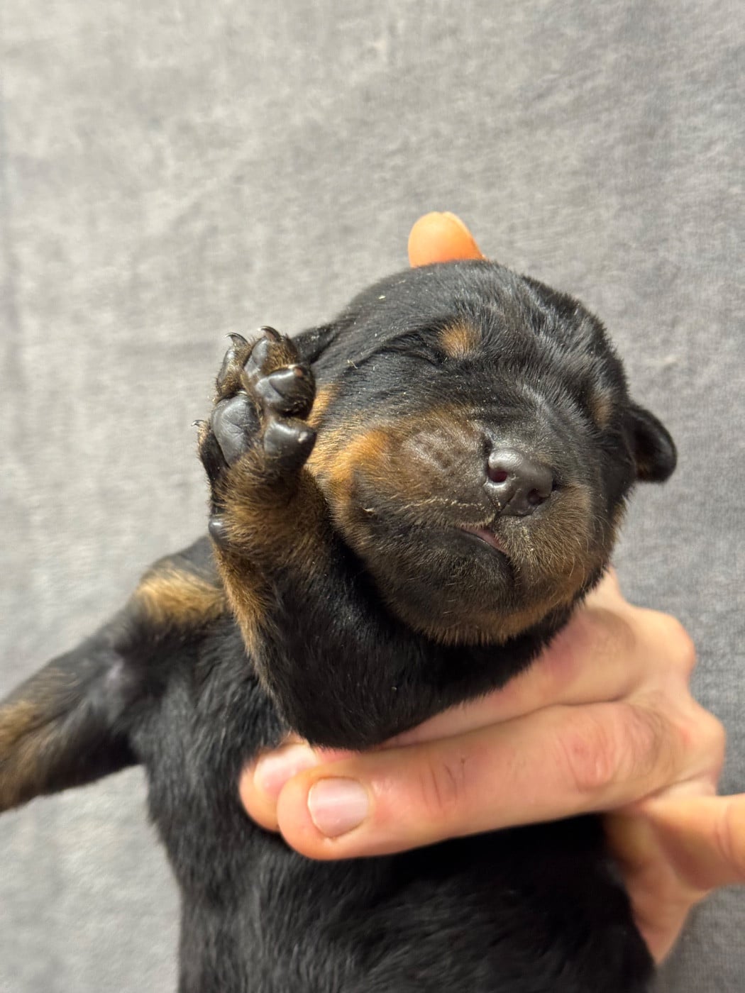 Bluff collier marron noir et feu