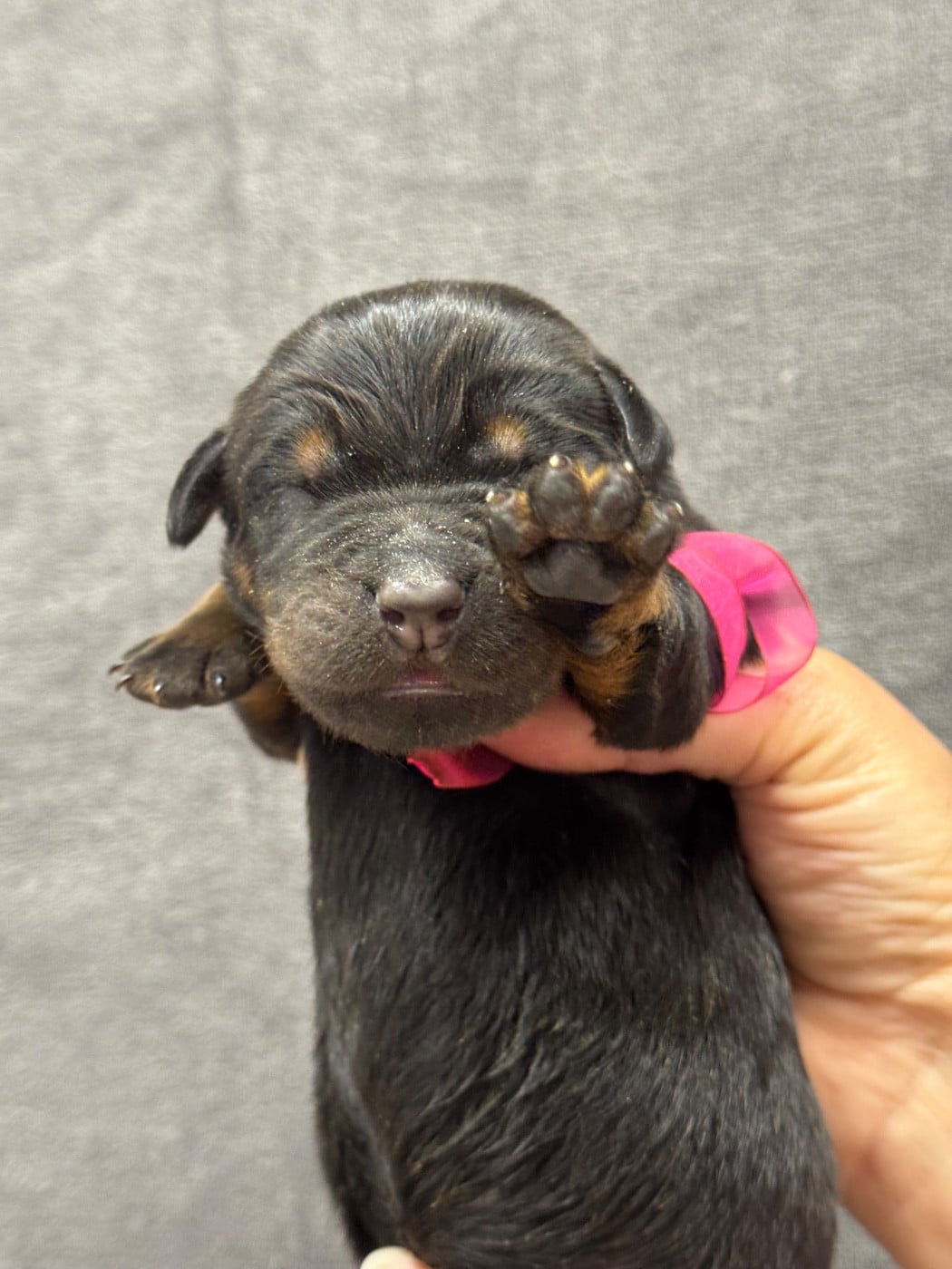 Bimbo collier rose noire et feu