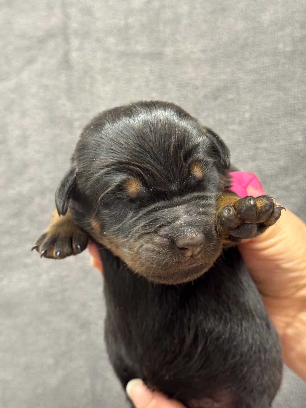 Bimbo collier rose noire et feu