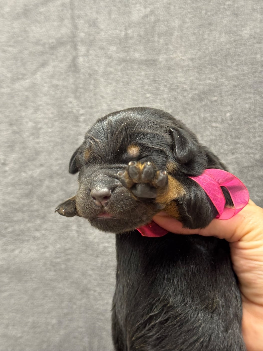 Bimbo collier rose noire et feu