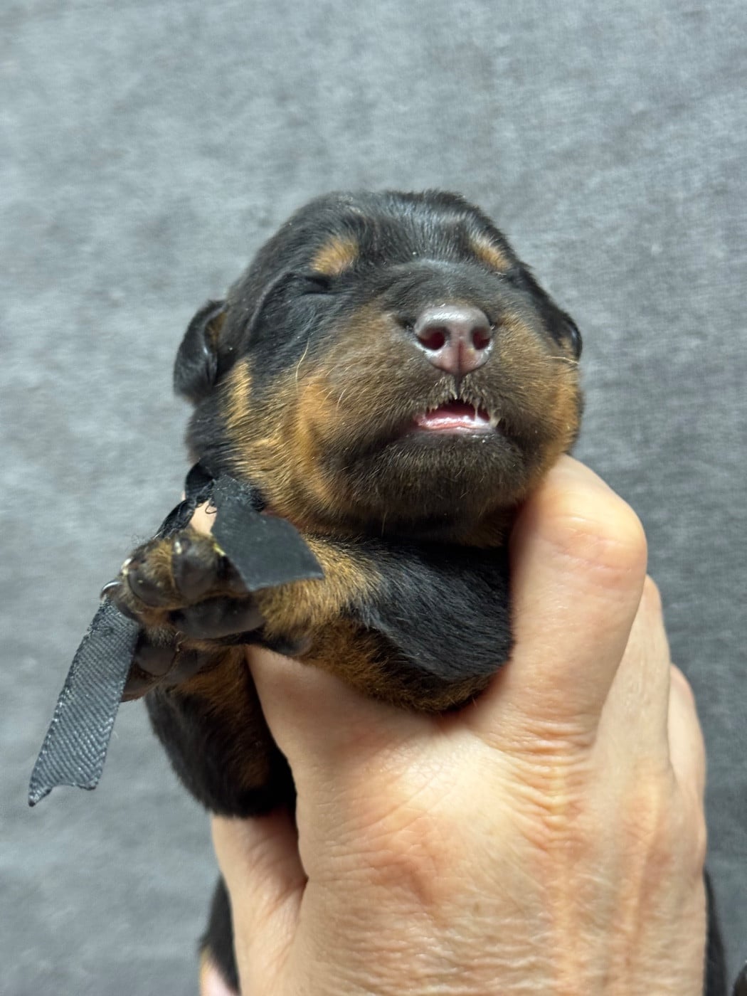 Banko collier noir noir et feu