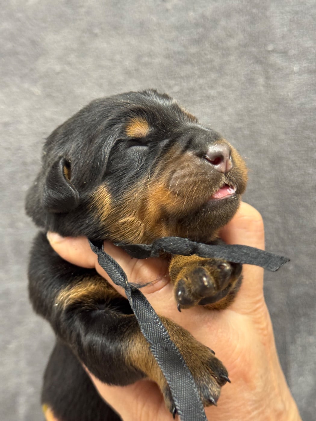 Banko collier noir noir et feu