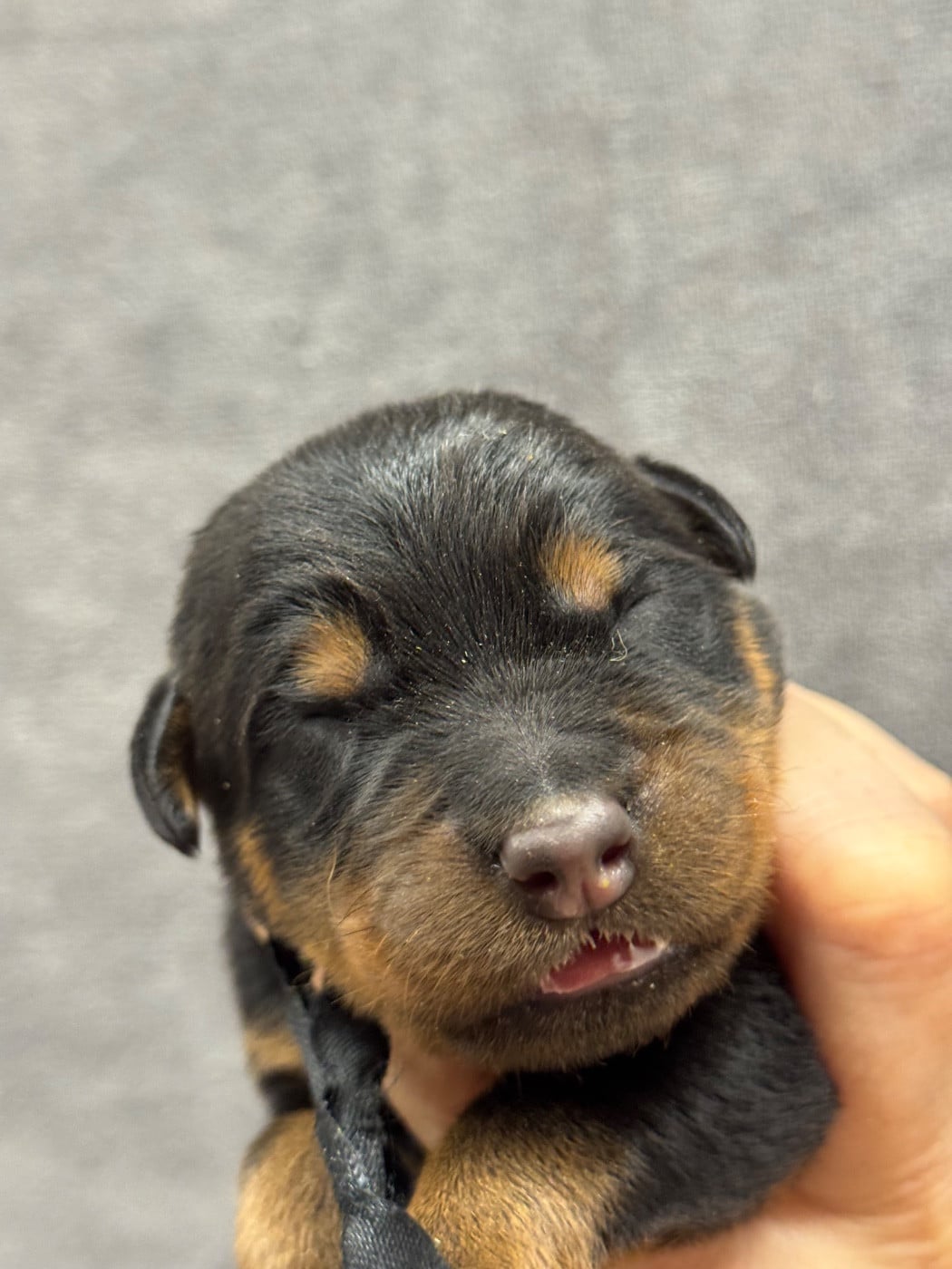 Banko collier noir noir et feu