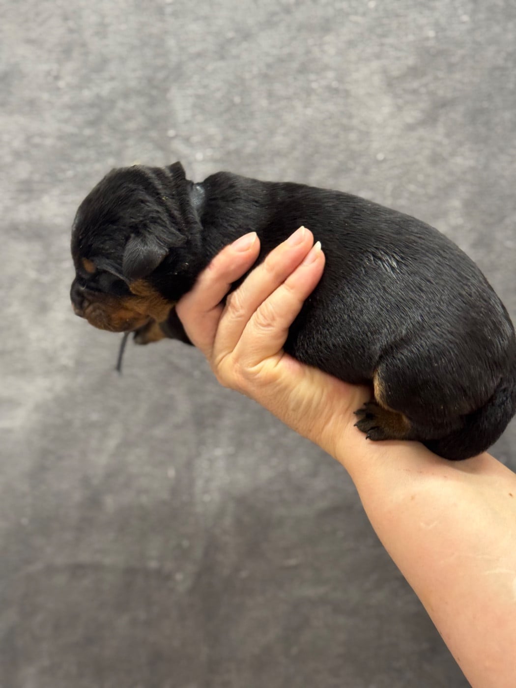 Banko collier noir noir et feu