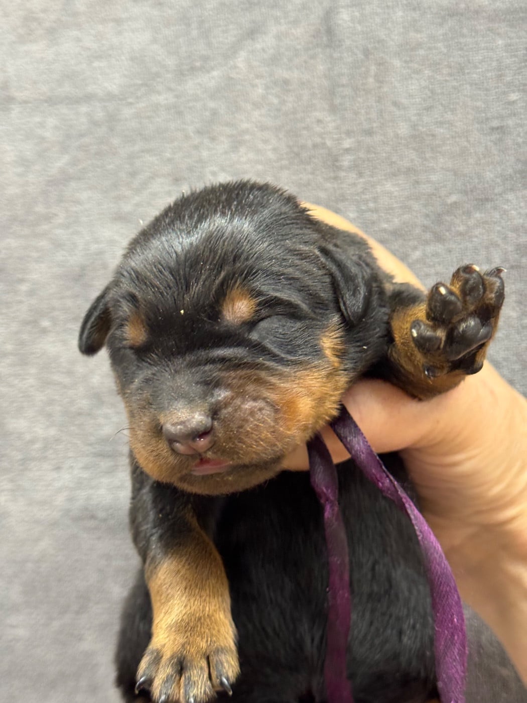 Baybee collier violet noire et feu