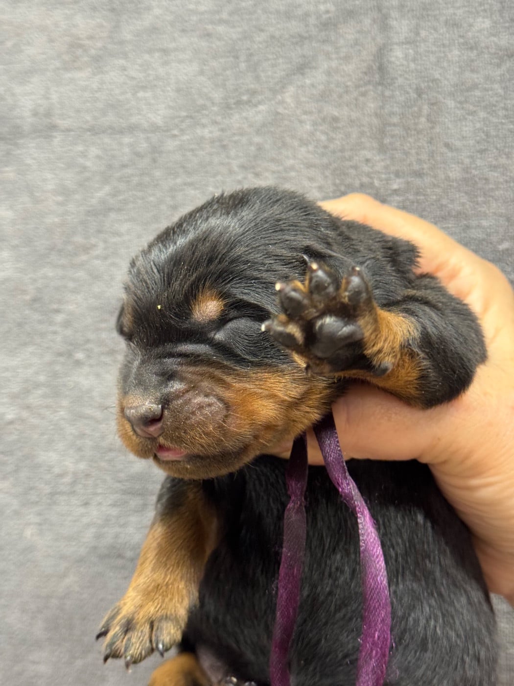 Baybee collier violet noire et feu