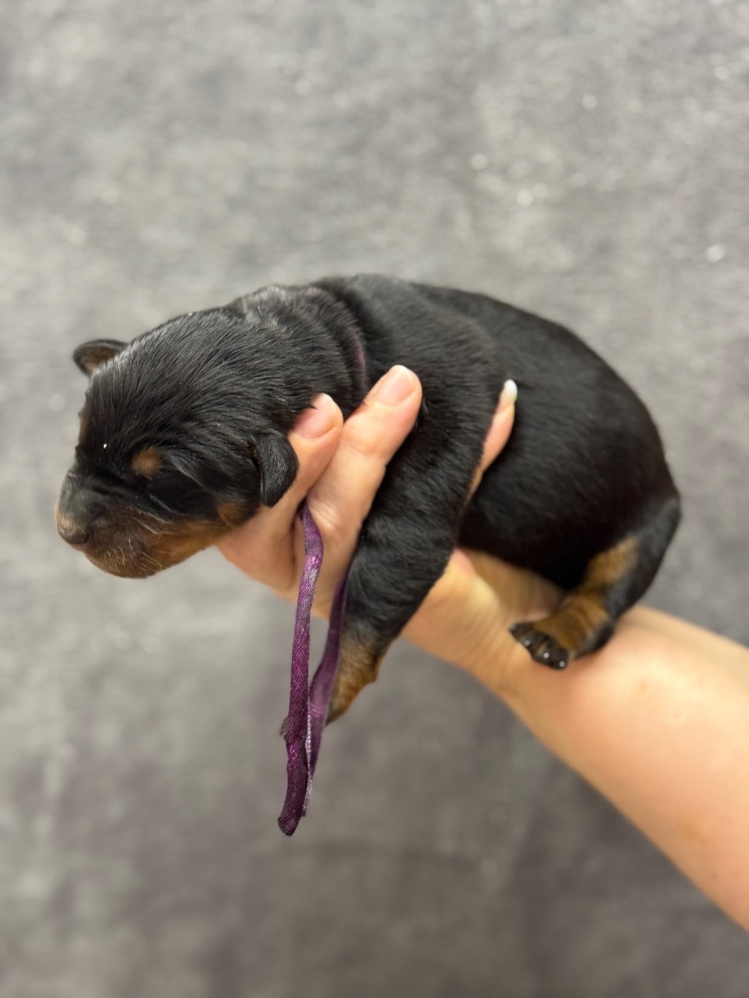 Baybee collier violet noire et feu