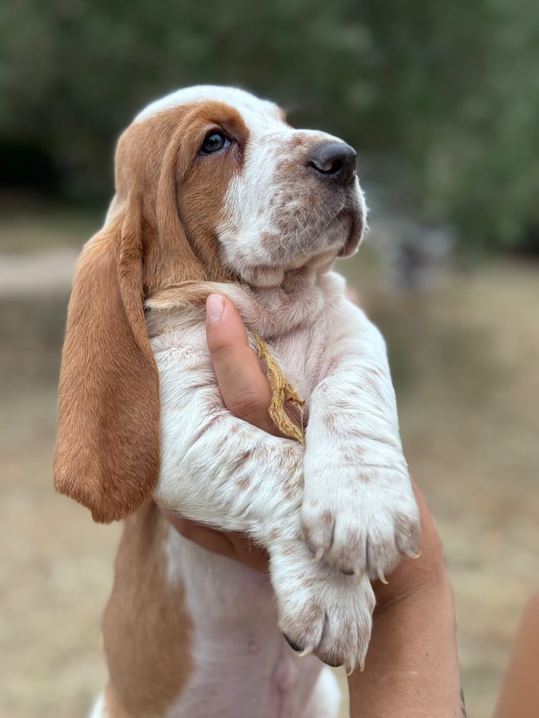Basset Hound - du berceau de bfamily