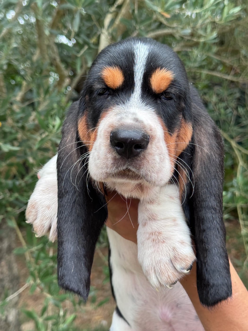 Basset Hound - du berceau de bfamily