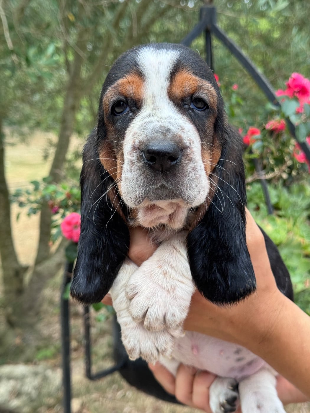 Basset Hound - du berceau de bfamily