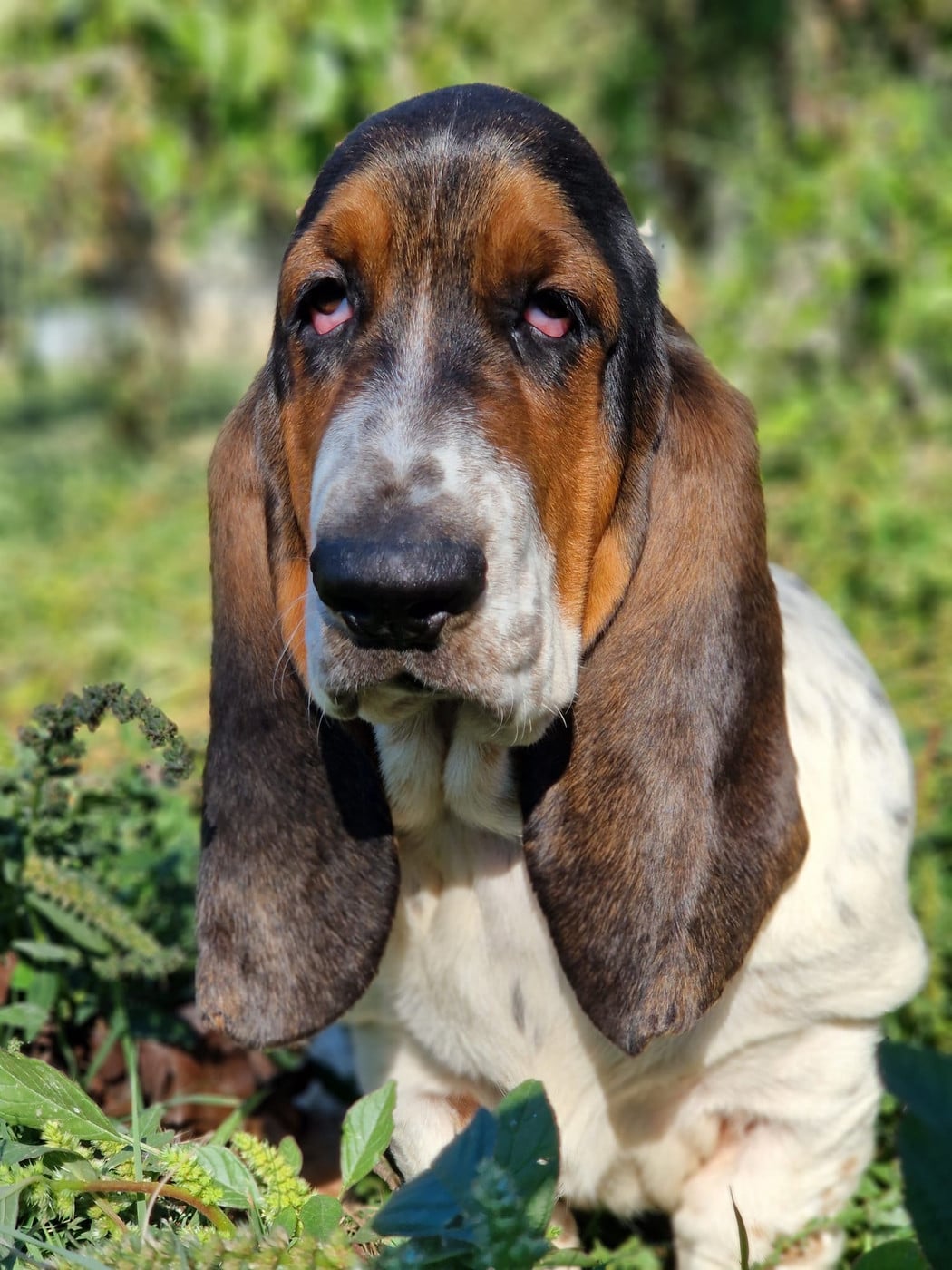 Basset Hound - du berceau de bfamily