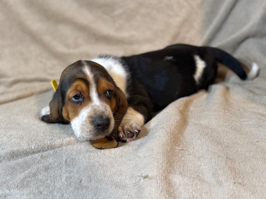 Vigor collier jaune tricolore