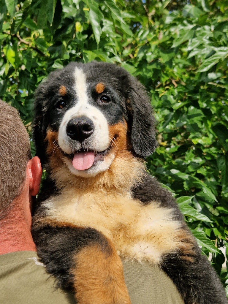 Aline collier violet