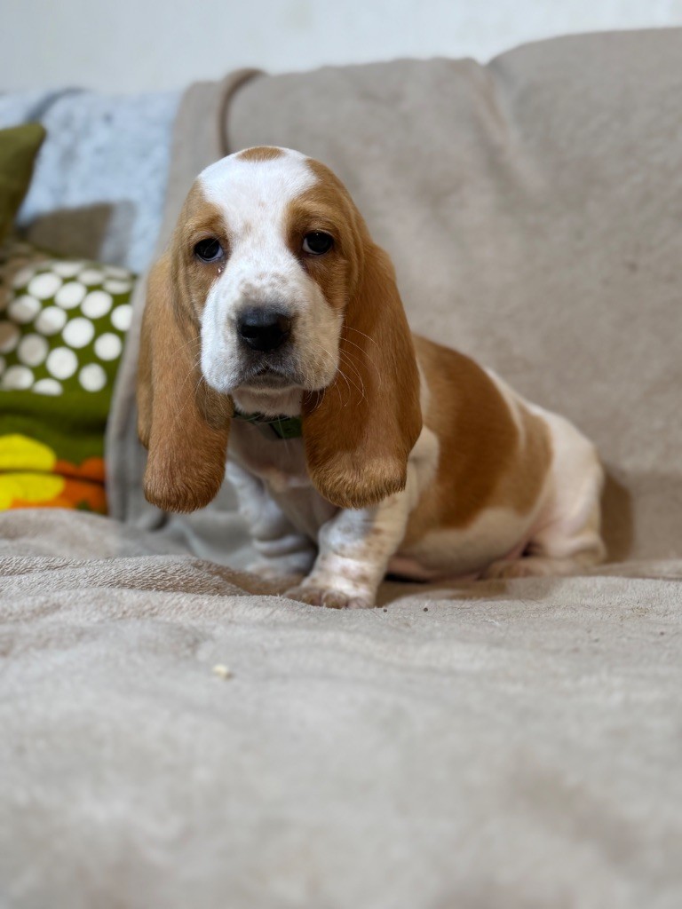 Valèra collier vert bicolore