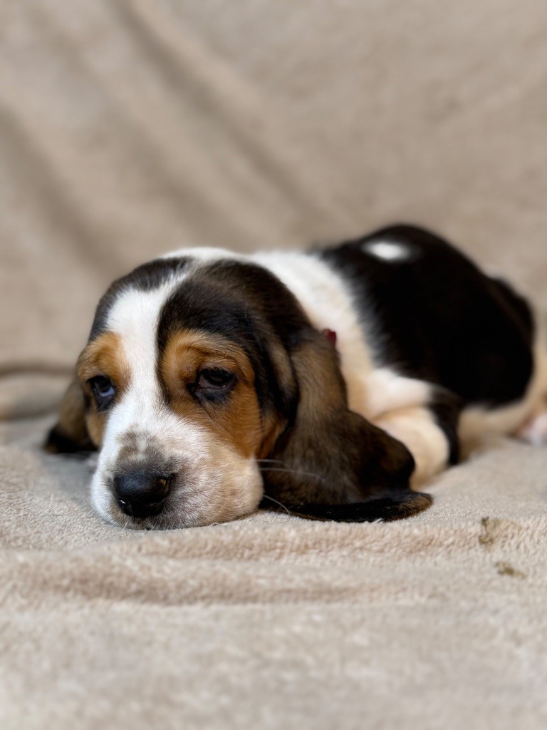 Vilmorin collier rouge tricolore