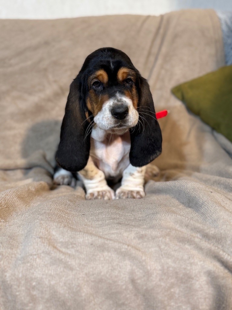 Victorine collier rose tricolore