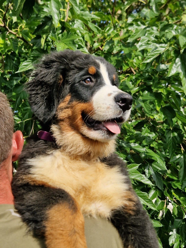 Aline collier violet