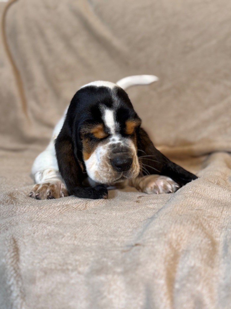 Viktor collier noir tricolore