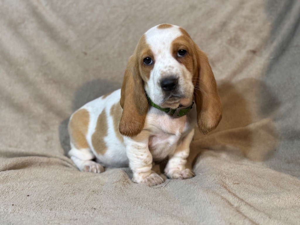 Valèra collier vert bicolore