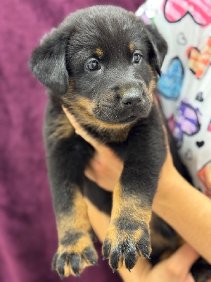 Les chiots de Berger de Beauce