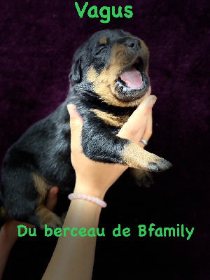 Berger de Beauce - du berceau de bfamily