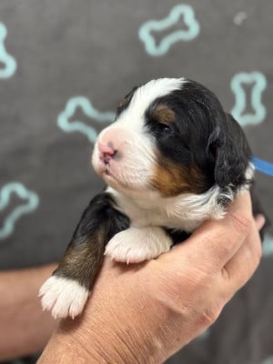 Les chiots de Bouvier Bernois